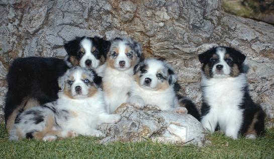 lacy-puppies-cropped.jpg