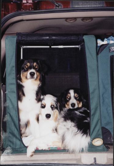 dogs-in-crate.jpg